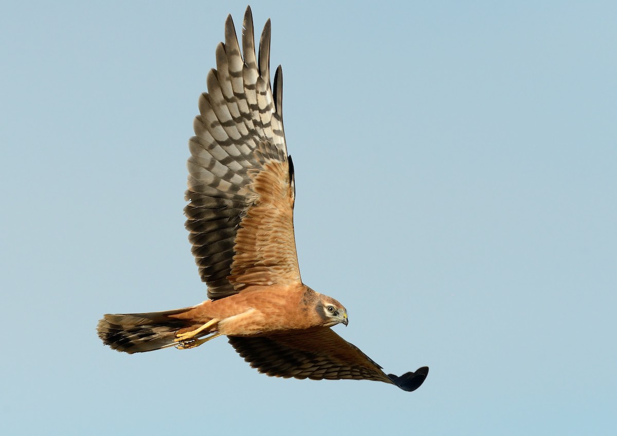 Montagu's Harrier - ML279451021