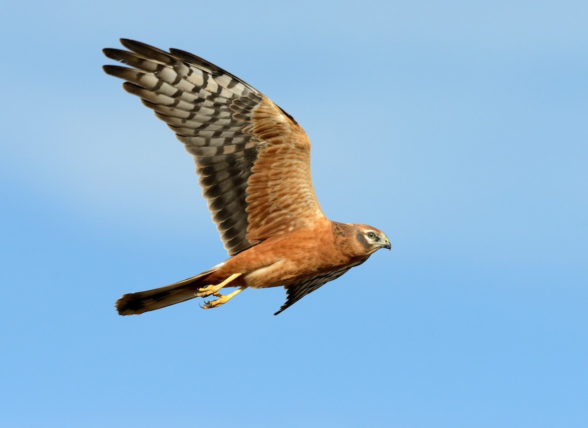 Montagu's Harrier - Pavel Štěpánek