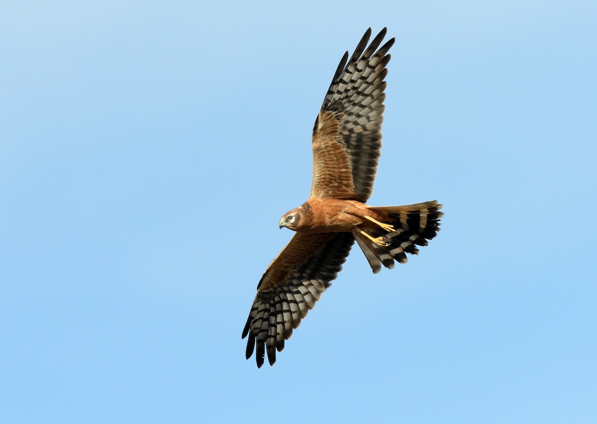 Montagu's Harrier - Pavel Štěpánek