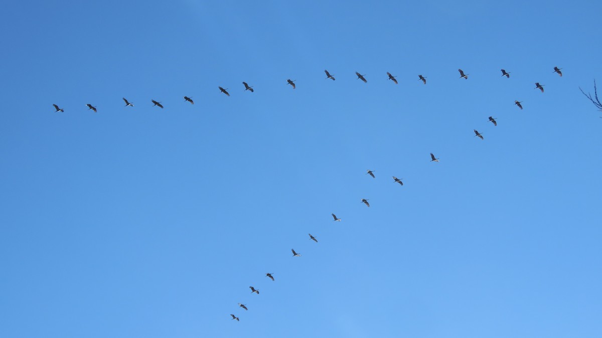 Sandhill Crane - ML279451131