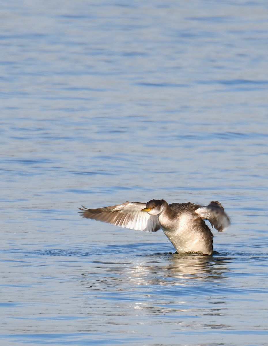 Red-necked Grebe - Sylvain Lapointe