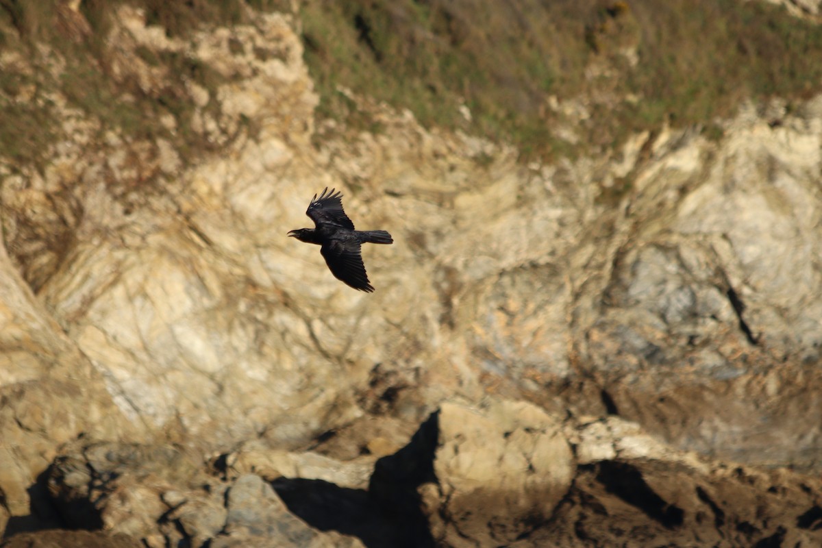 ravn - ML279453671