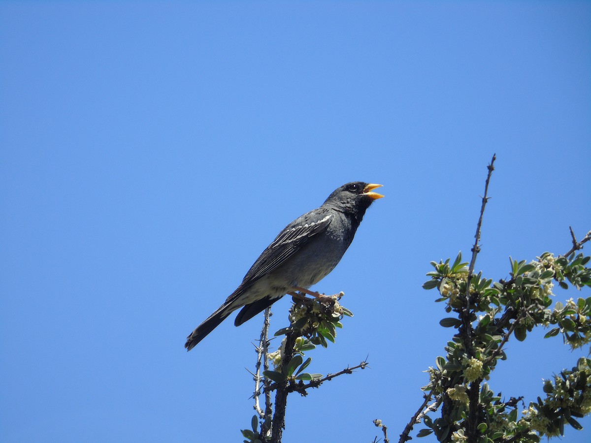 Band-tailed Sierra Finch - ML279454111