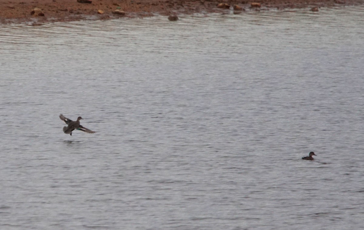 Green-winged Teal - ML279456801