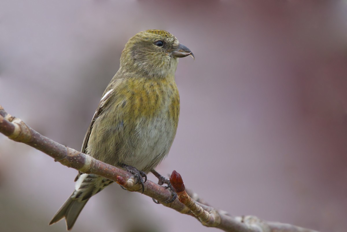 White-winged Crossbill - ML279456901