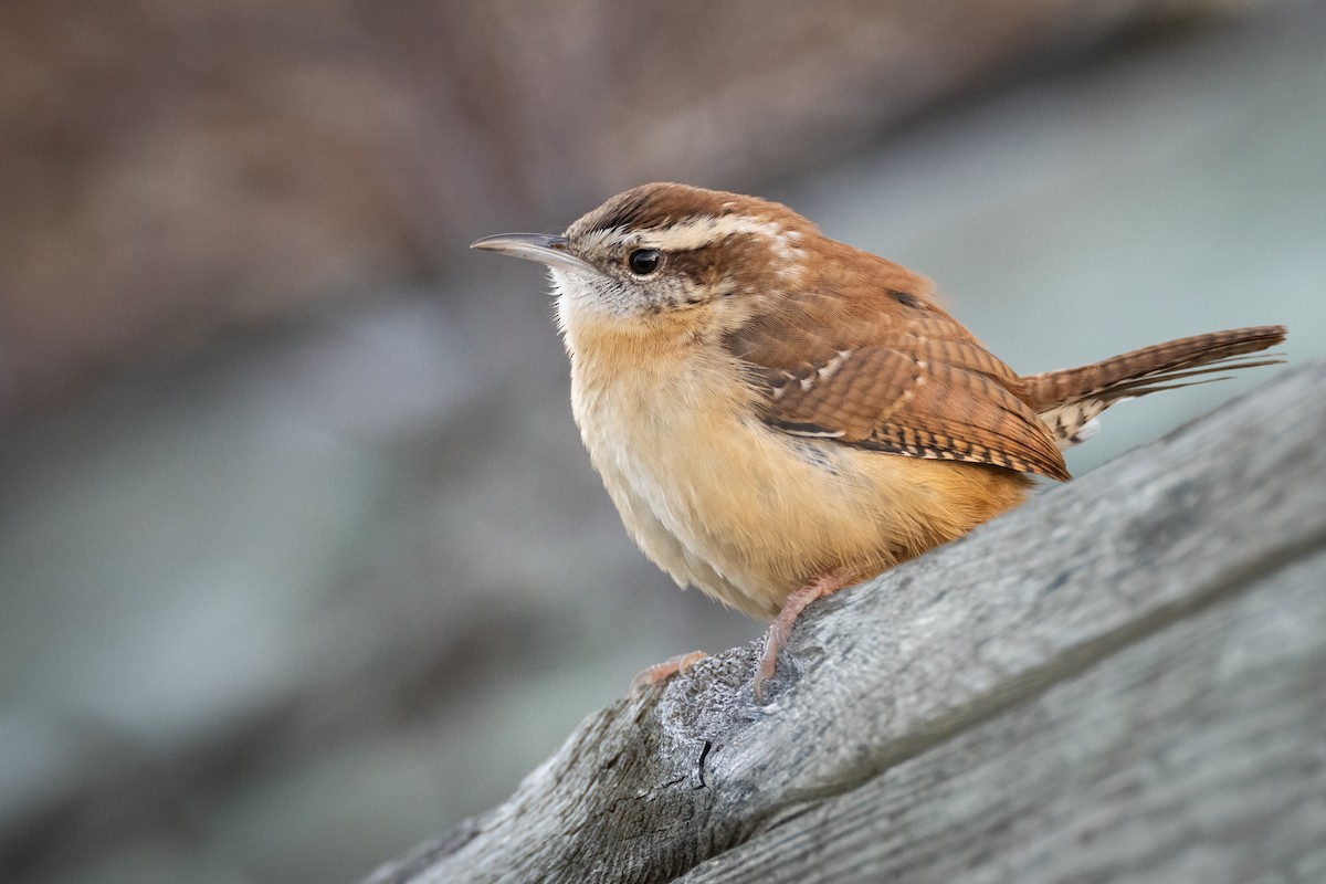 Carolina Wren - ML279457441