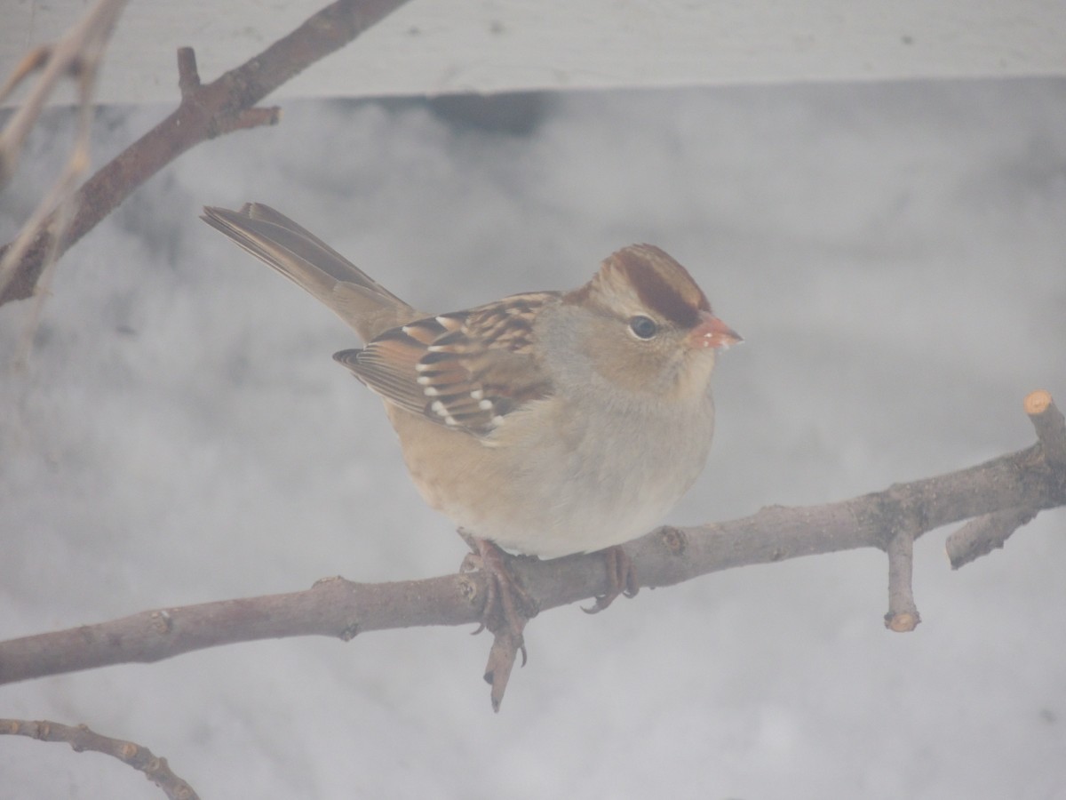 White-crowned Sparrow - Paul & Koni Fank