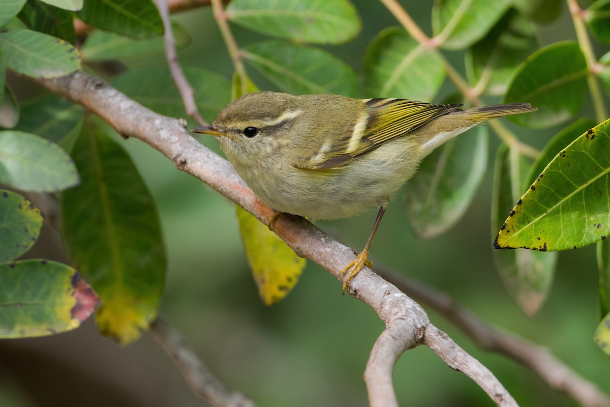 Yellow-browed Warbler - Yeray Seminario