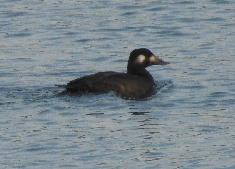 White-winged Scoter - ML279460121