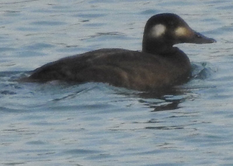 White-winged Scoter - ML279460151