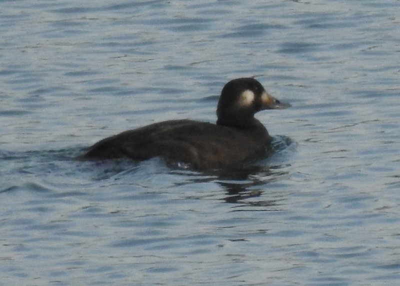 White-winged Scoter - ML279460161