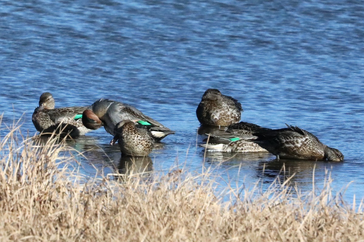 Green-winged Teal - ML279460641