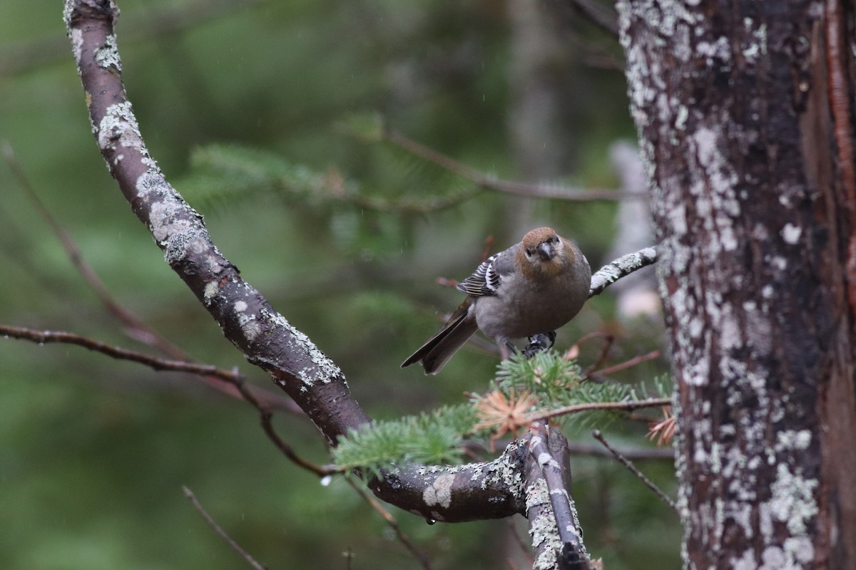 Pine Grosbeak - ML279461541