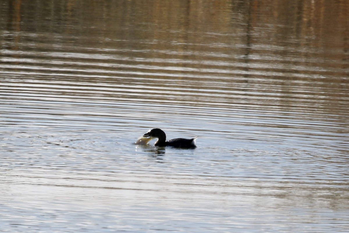 Pied-billed Grebe - ML279462251