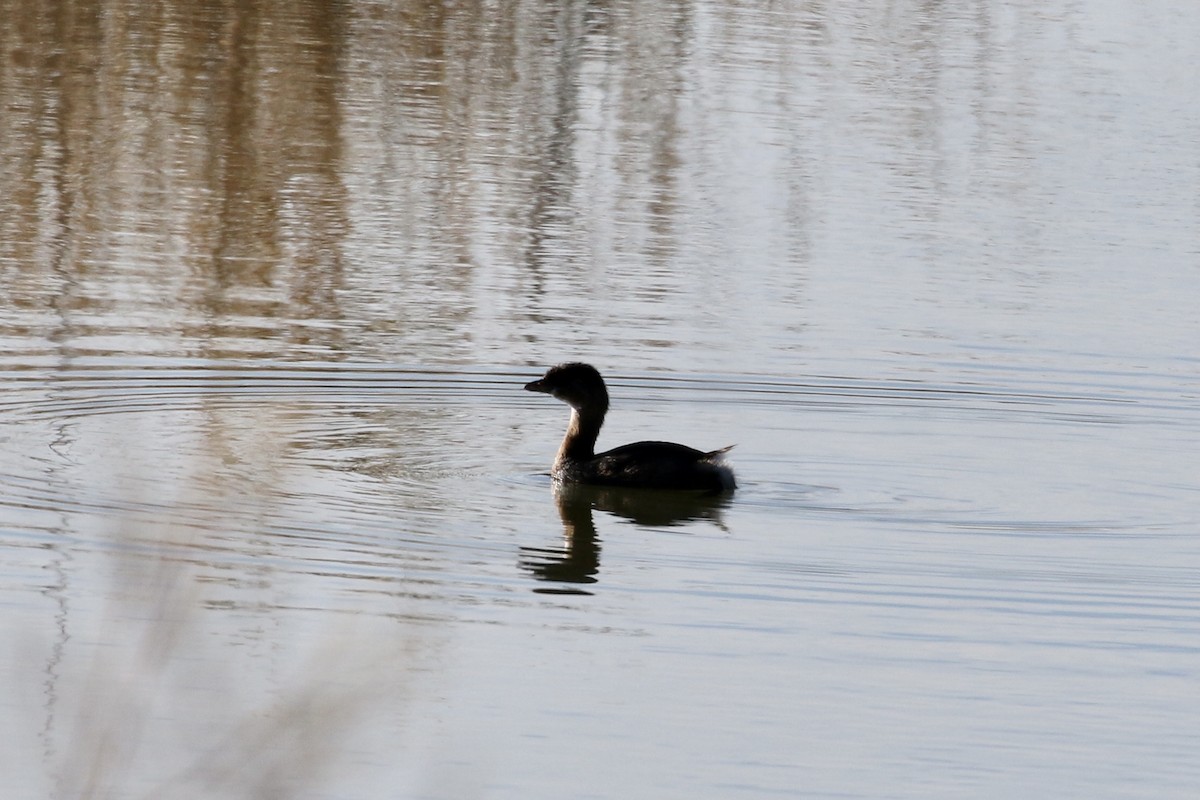 Pied-billed Grebe - ML279462261