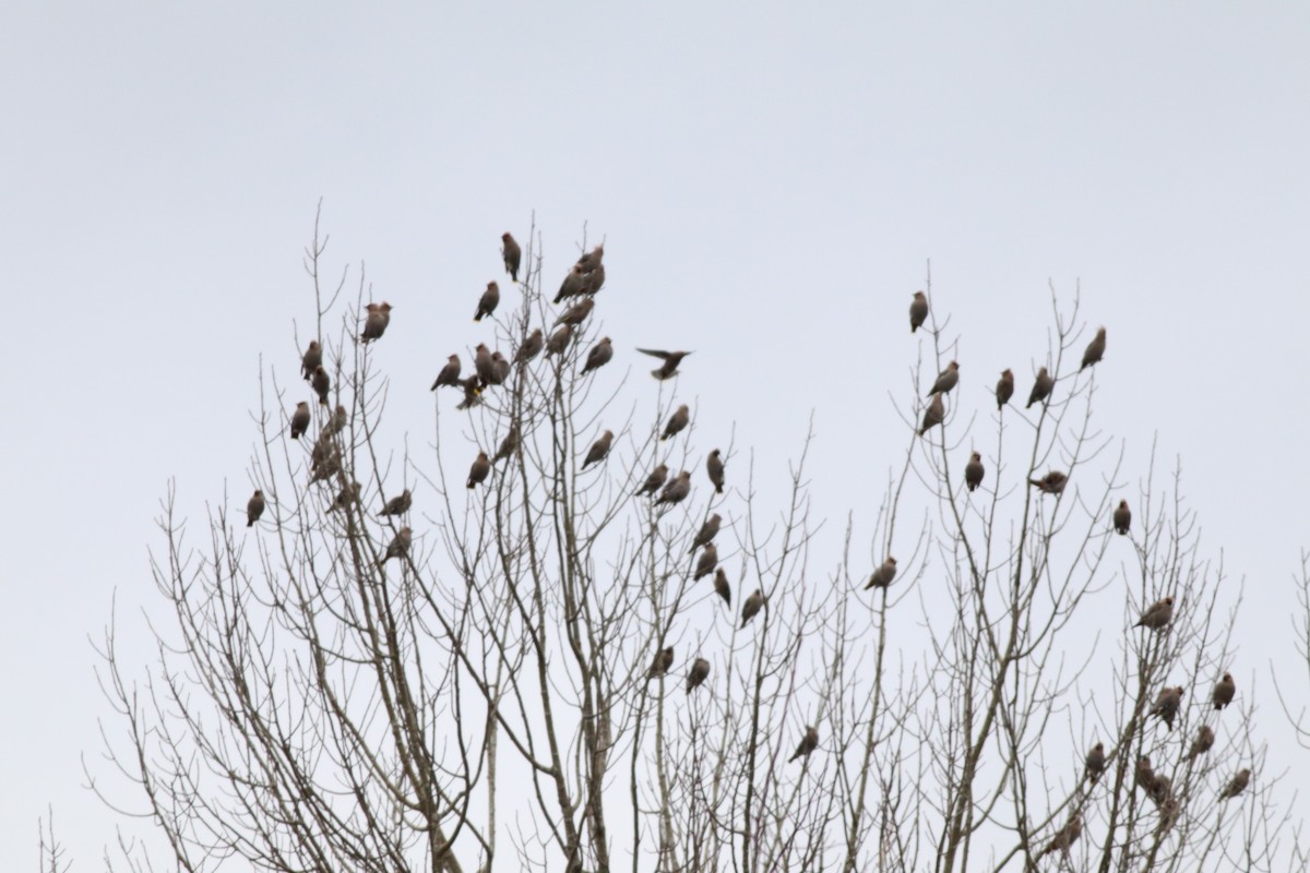 Bohemian Waxwing - ML279463191