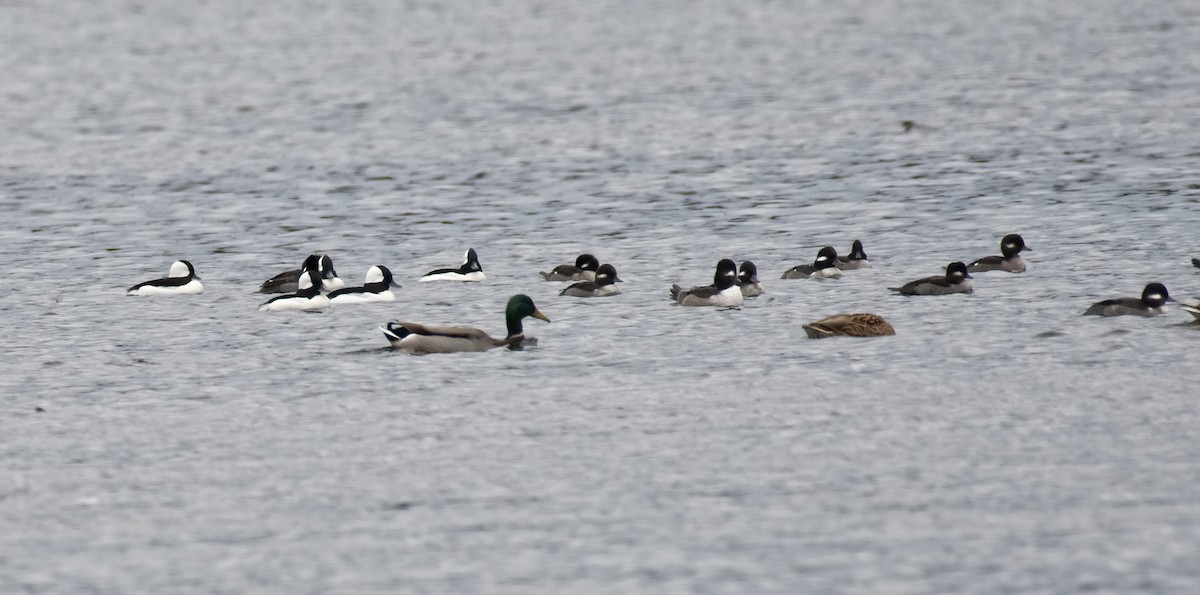Bufflehead - ML279463451