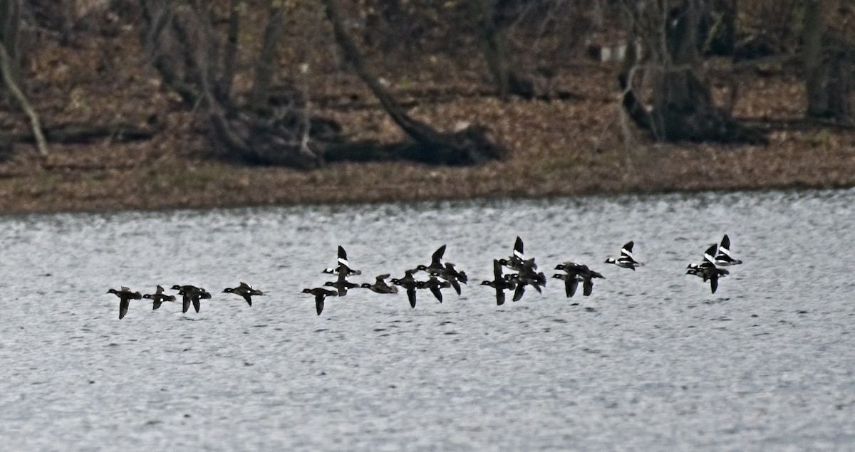 Bufflehead - ML279463541