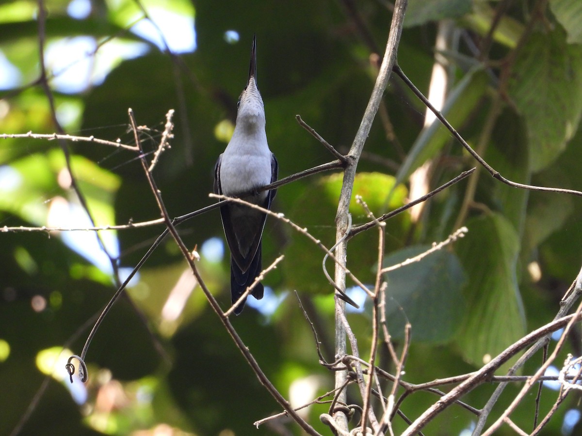 Wedge-tailed Sabrewing - ML279466531