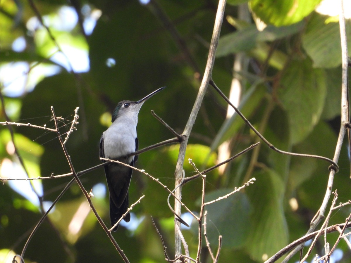 Wedge-tailed Sabrewing - ML279466671