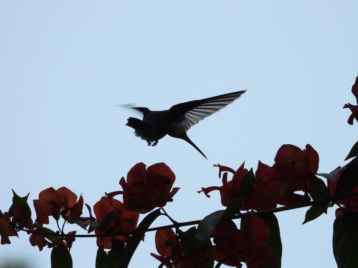 Colibrí Ruiseñor - ML279468391