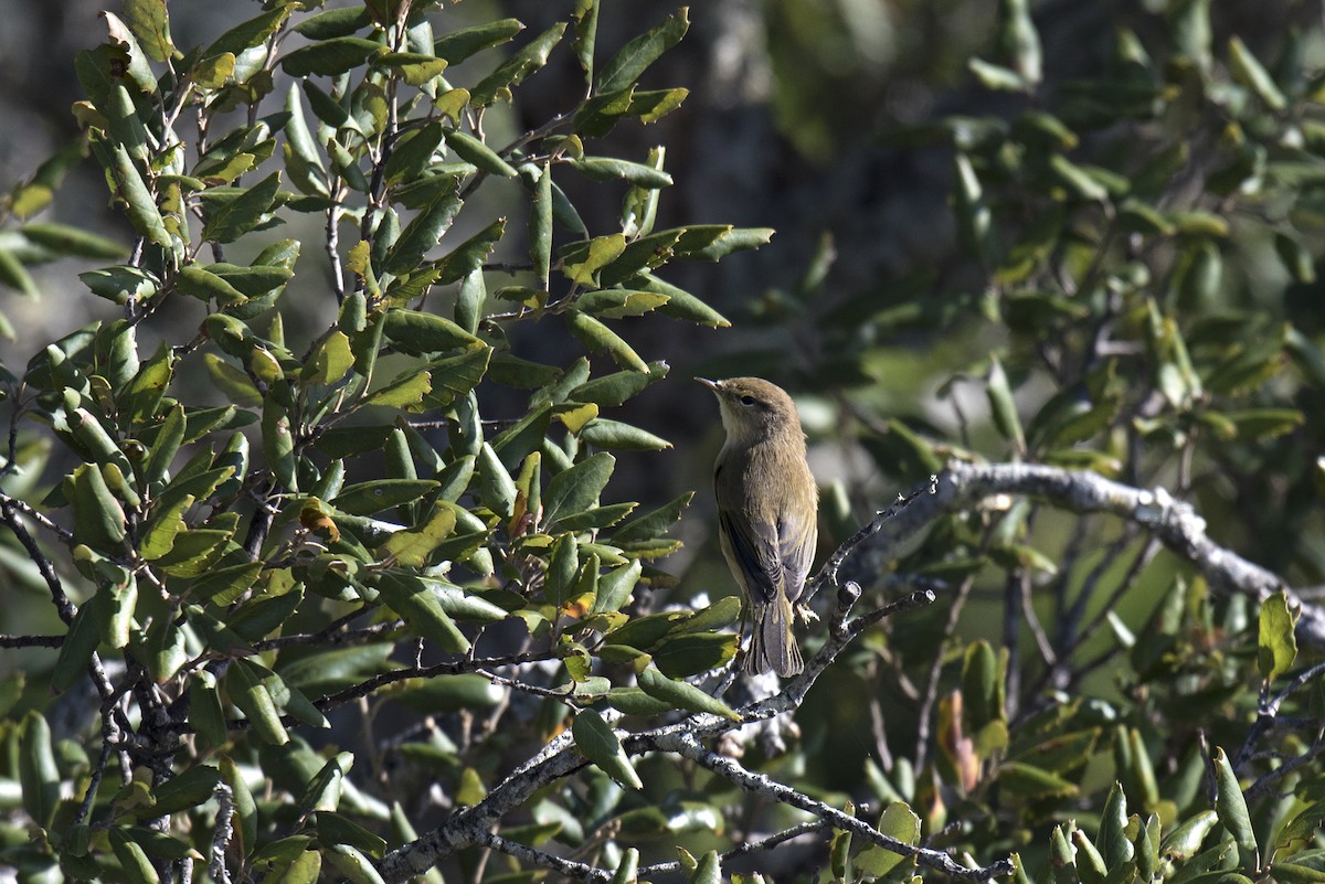 Common Chiffchaff - Eduardo Realinho