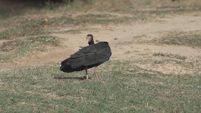 rødmaskeibis - ML279471061