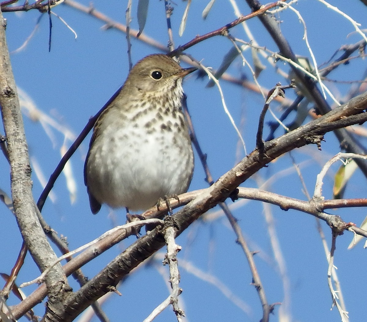 Hermit Thrush - ML279472171