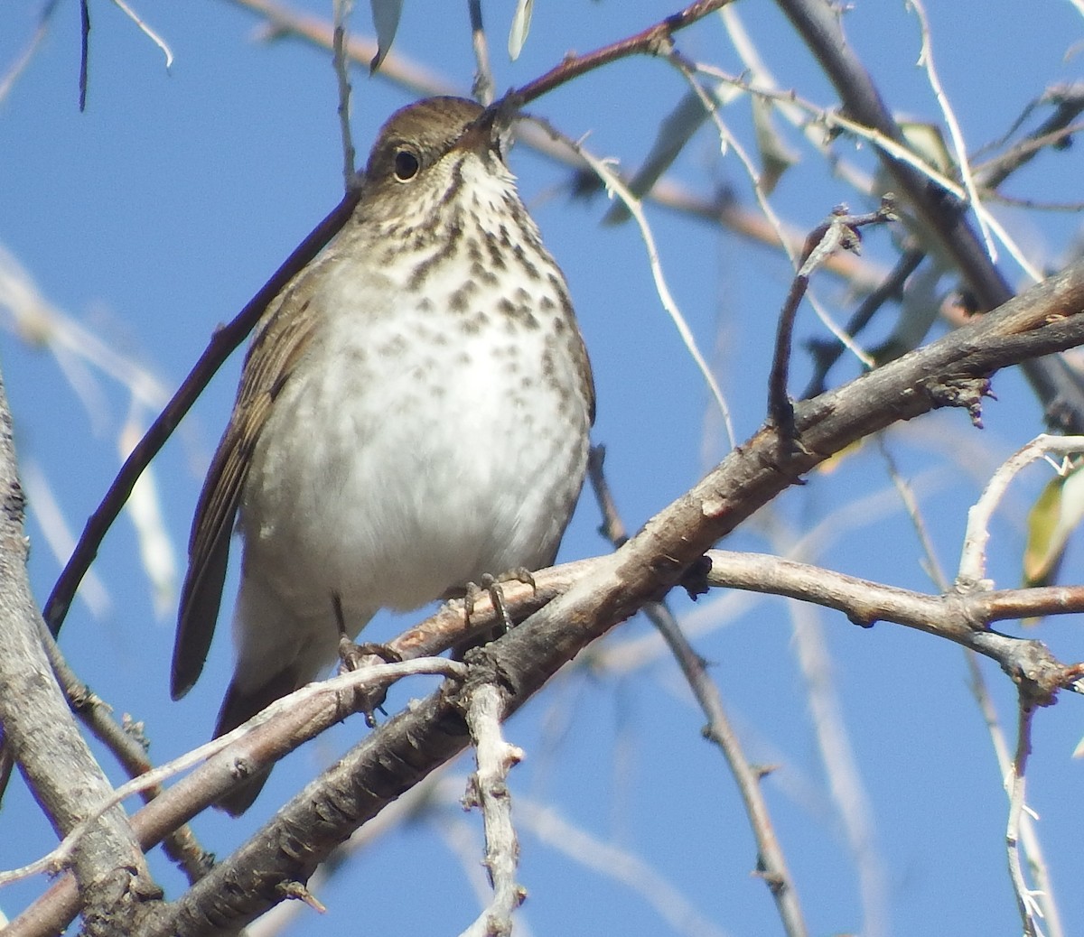 Hermit Thrush - Rene Laubach