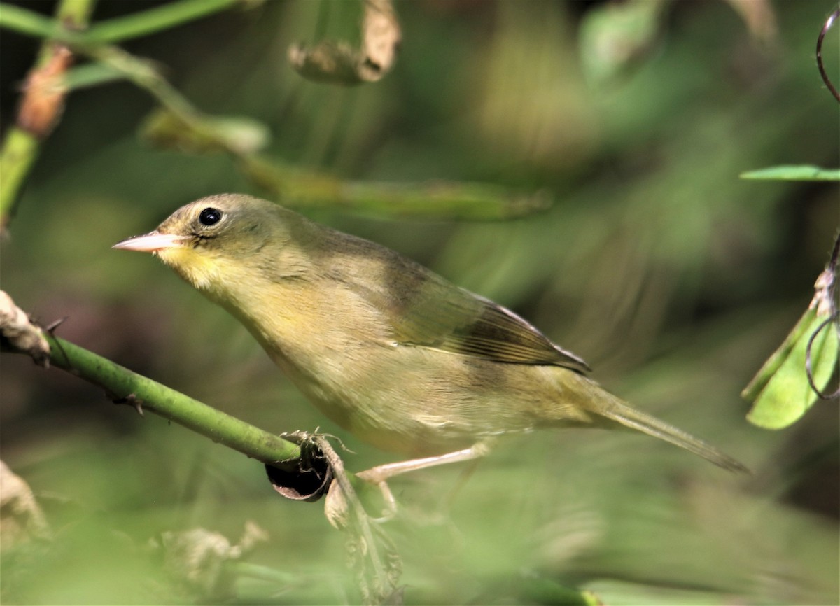 Common Yellowthroat (trichas Group) - ML279473031