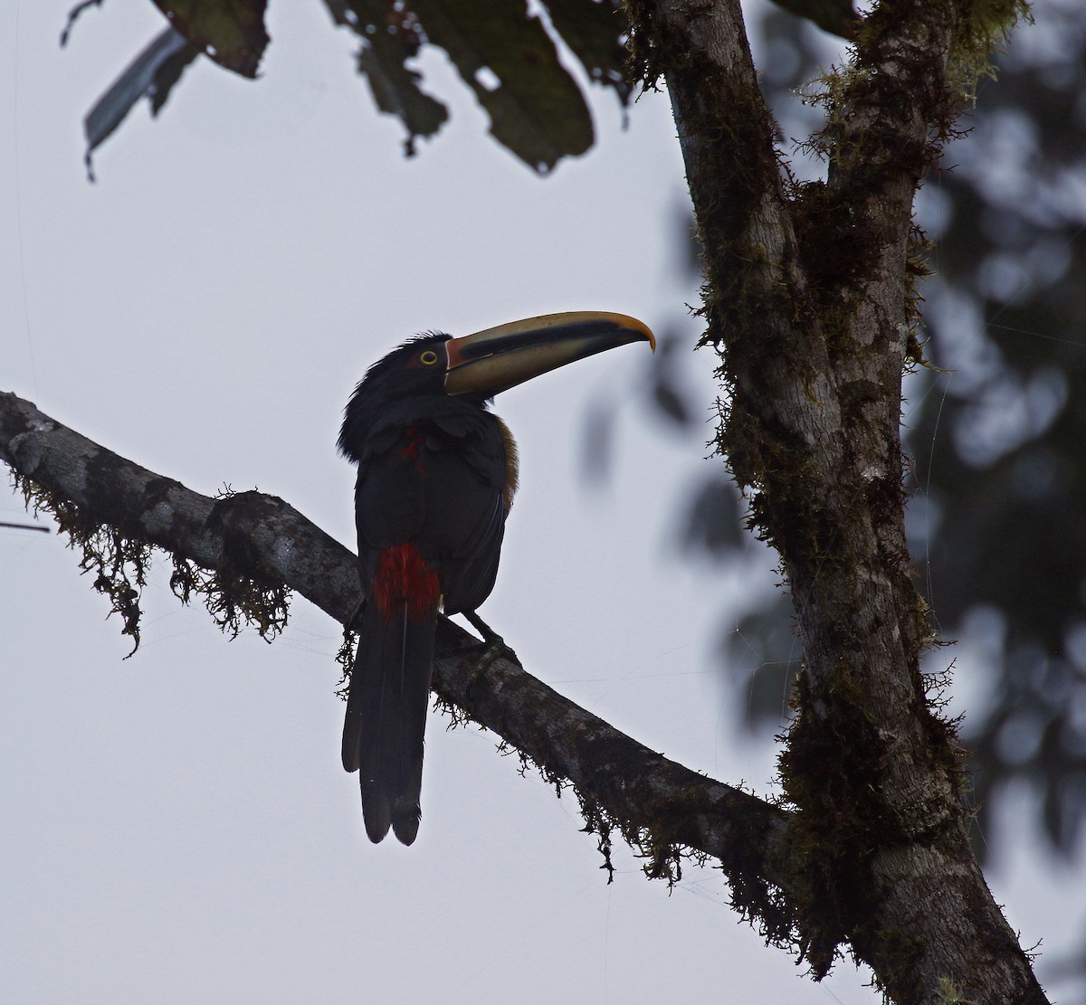 Collared Aracari (Pale-mandibled) - ML279474861