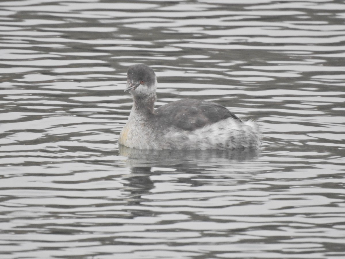 Eared Grebe - ML279476351