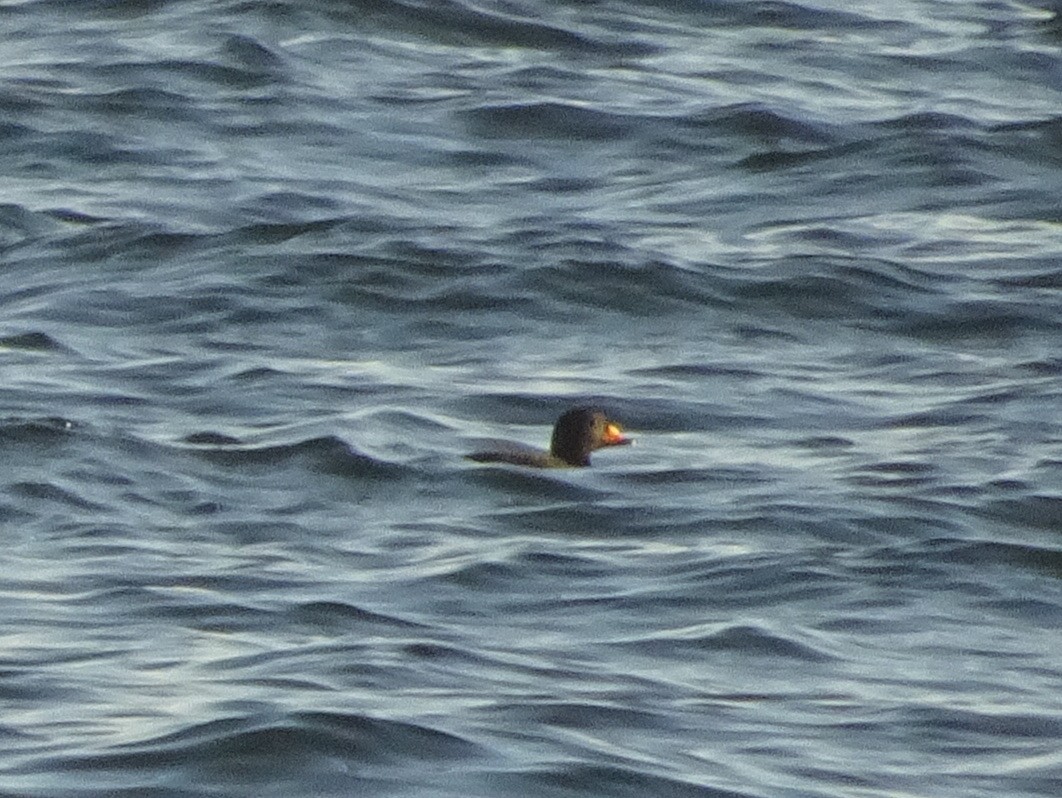 Black Scoter - ML279476741