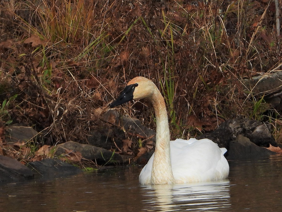 Tundra Swan - Richard Chirichiello