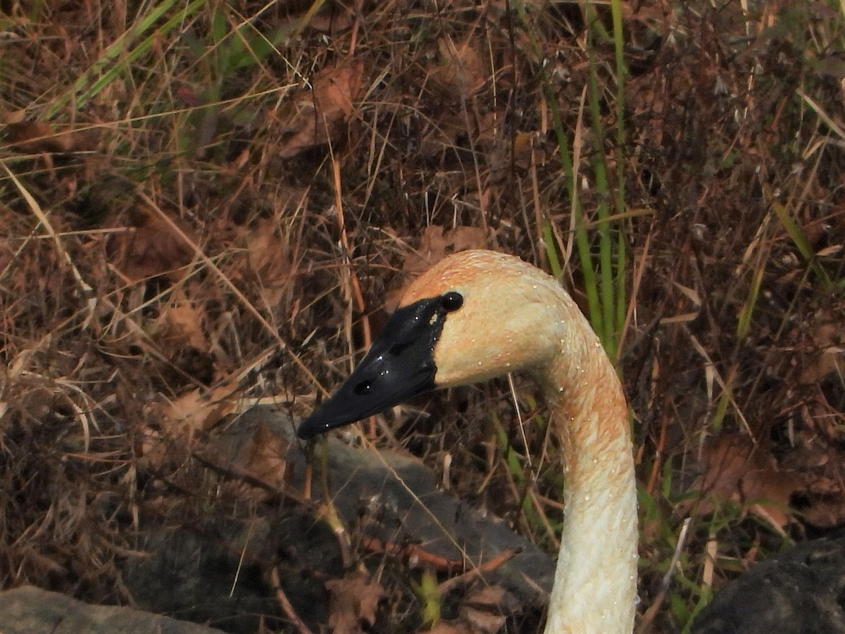 Tundra Swan - Richard Chirichiello