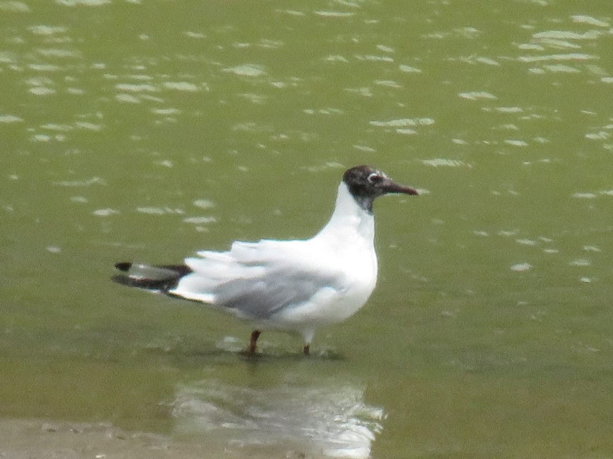 Andean Gull - ML279477501