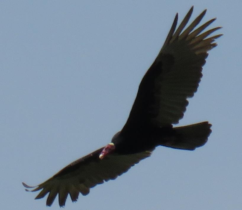 Turkey Vulture (Tropical) - ML279479361