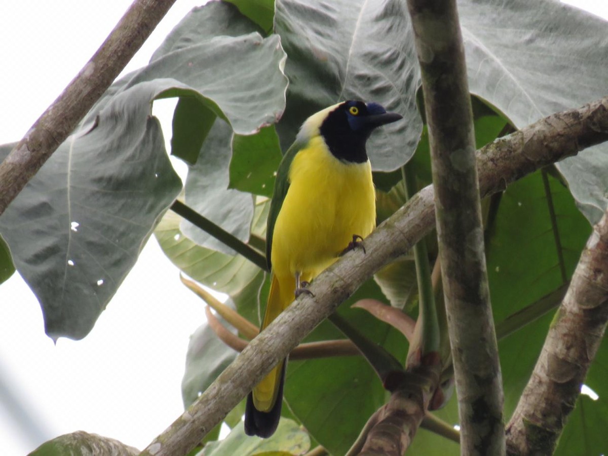 Green Jay - ML279480021