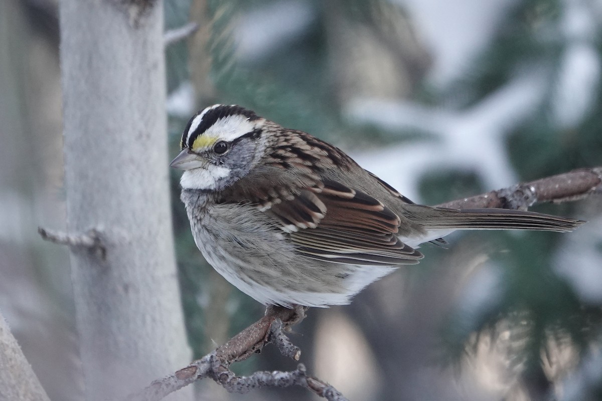 White-throated Sparrow - Cameron Eckert