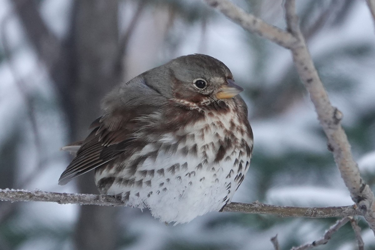 Fox Sparrow (Red) - ML279481361