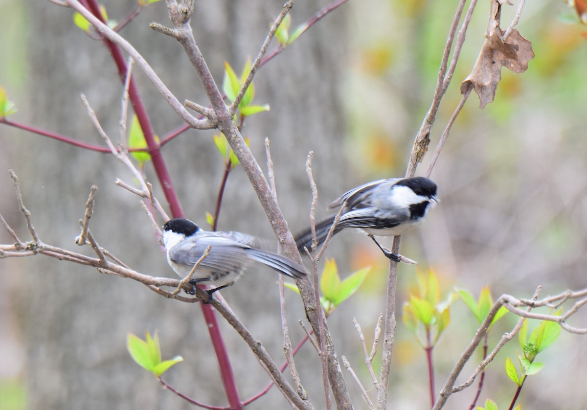 Black-capped Chickadee - Ken Milender