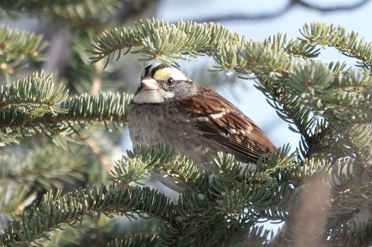 White-throated Sparrow - ML279482541