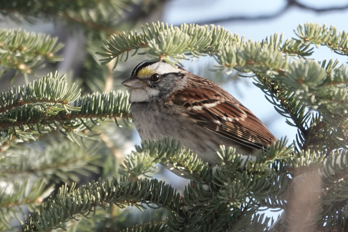 White-throated Sparrow - ML279482961