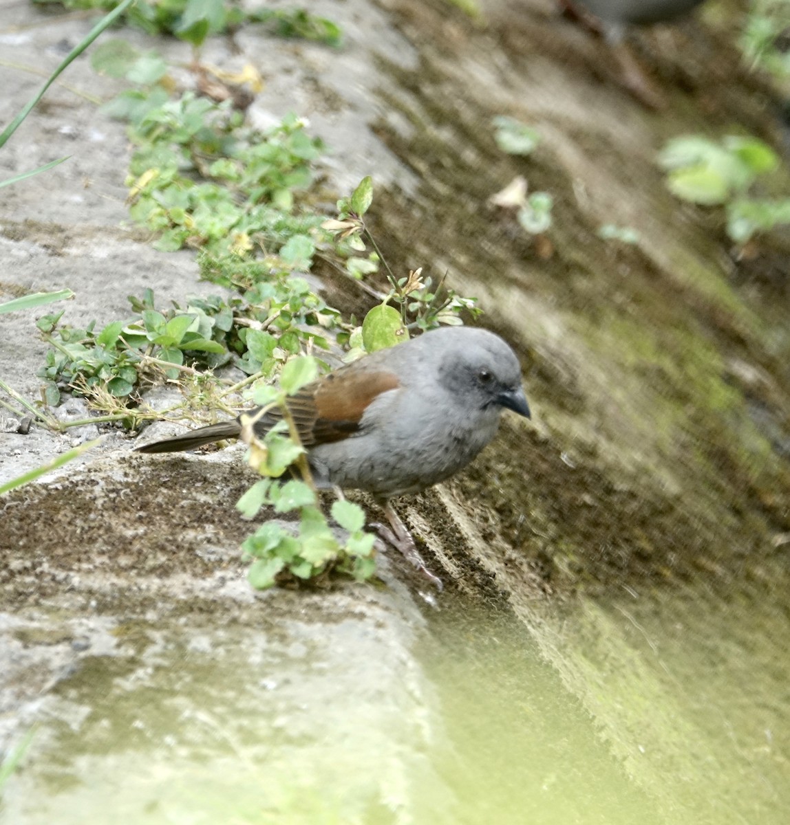 Swainson's Sparrow - ML279483511