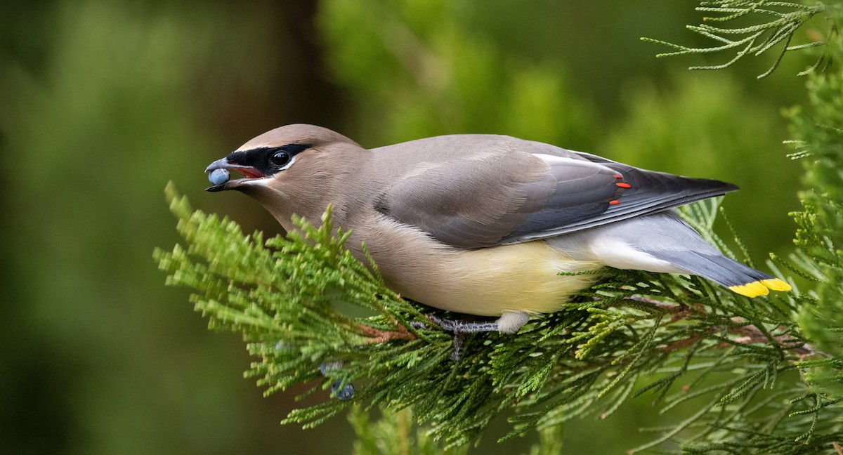 Cedar Waxwing - ML279486711