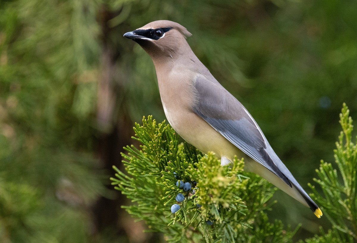 Cedar Waxwing - ML279486871