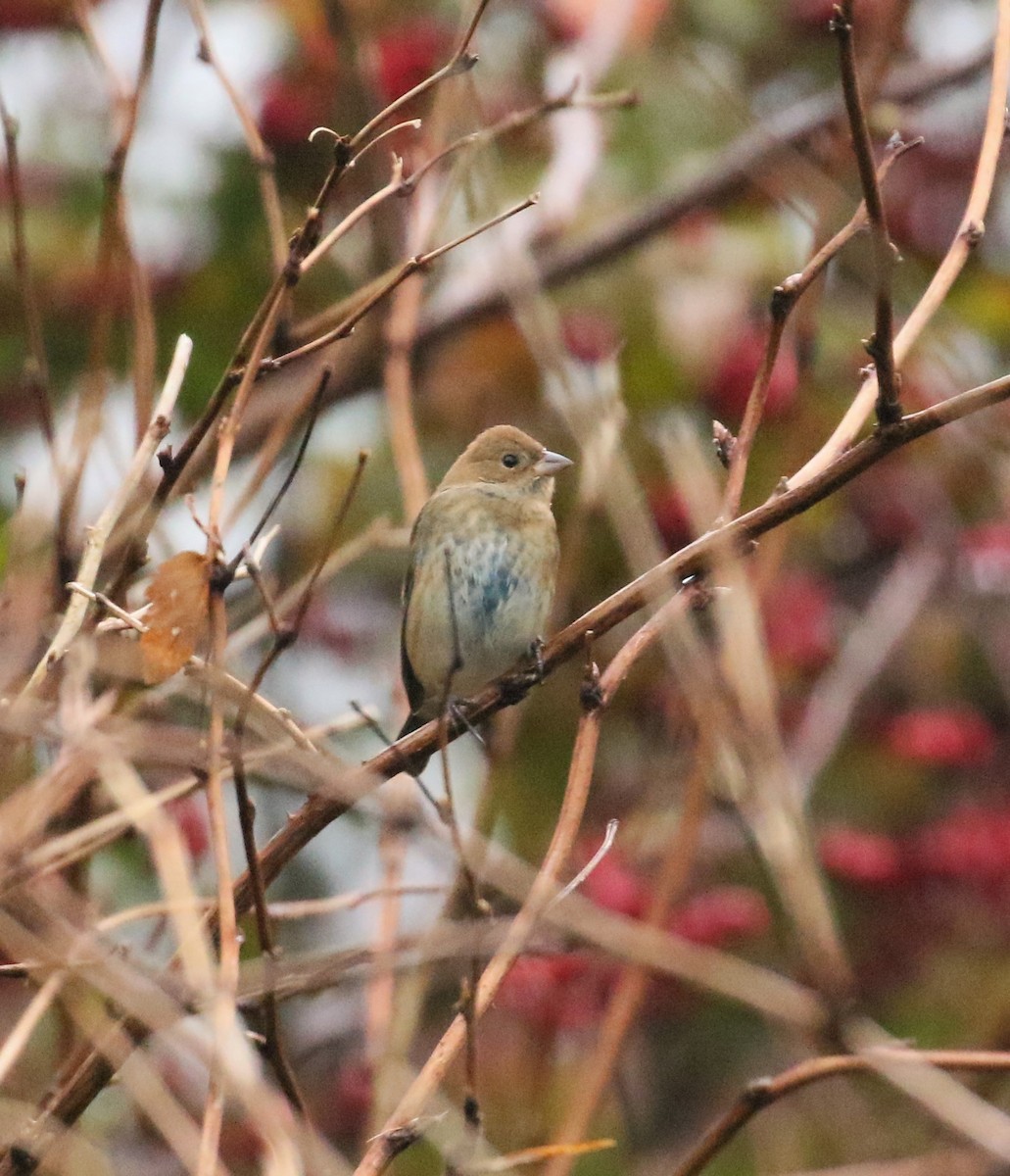 Passerin indigo - ML279488571