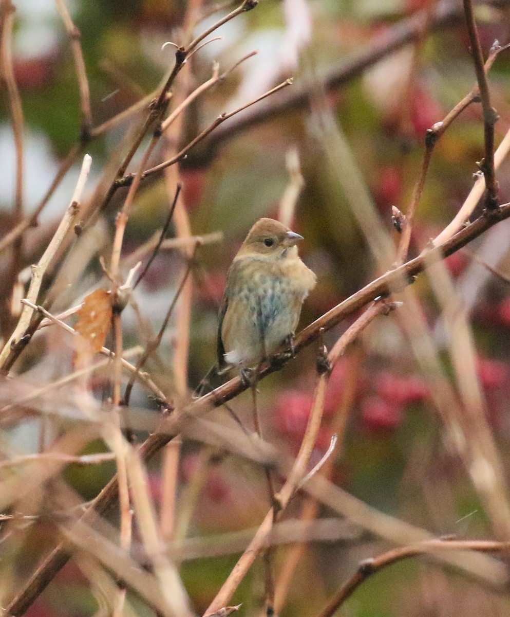 Indigo Bunting - ML279488601