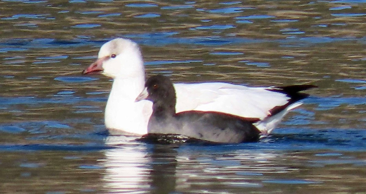 Snow/Ross's Goose - ML279488751