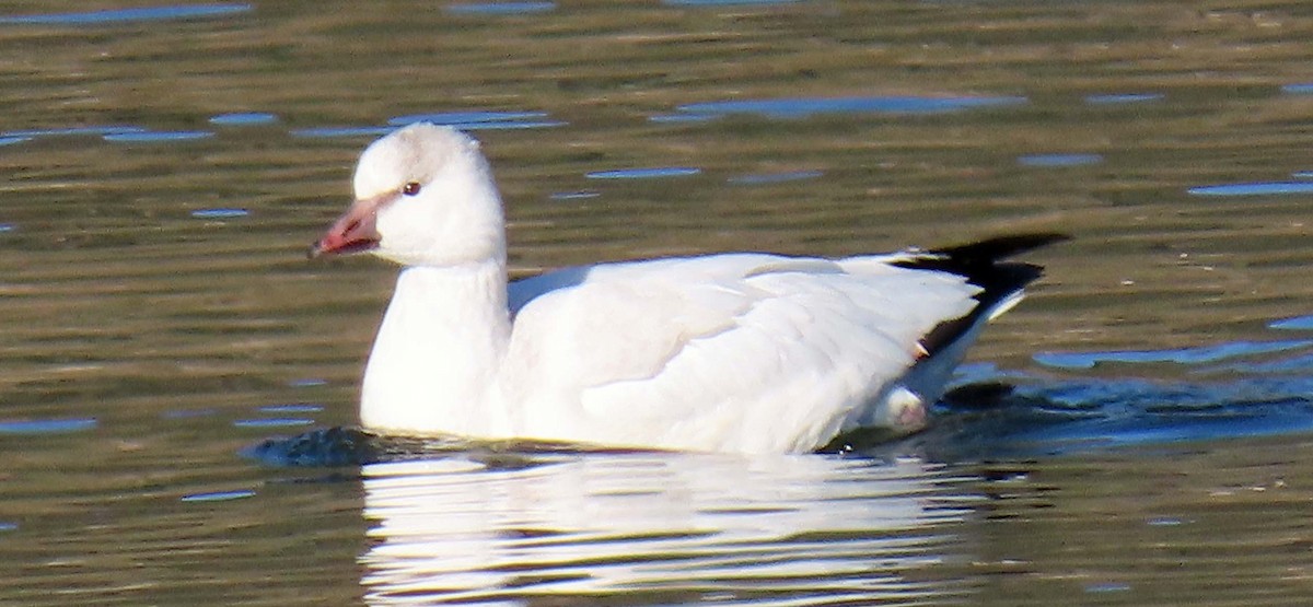 Snow/Ross's Goose - ML279488791